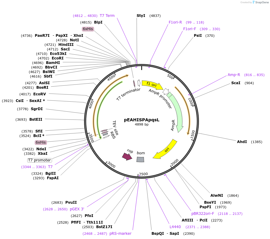 97020-plasmid-map-sequence-id-190225