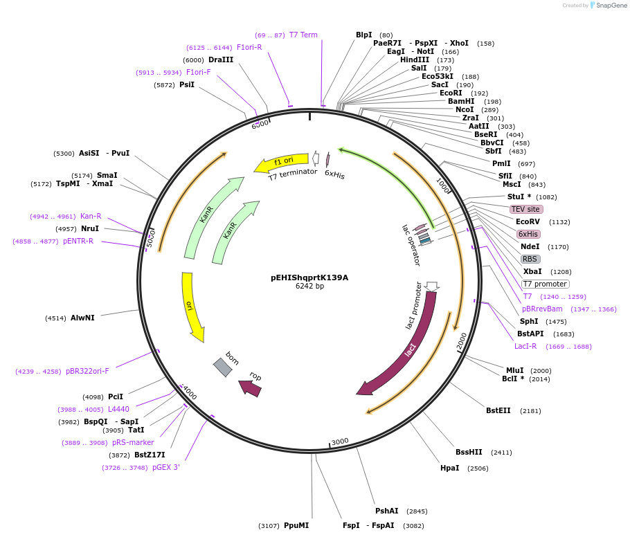 92403-plasmid-map-sequence-id-190228