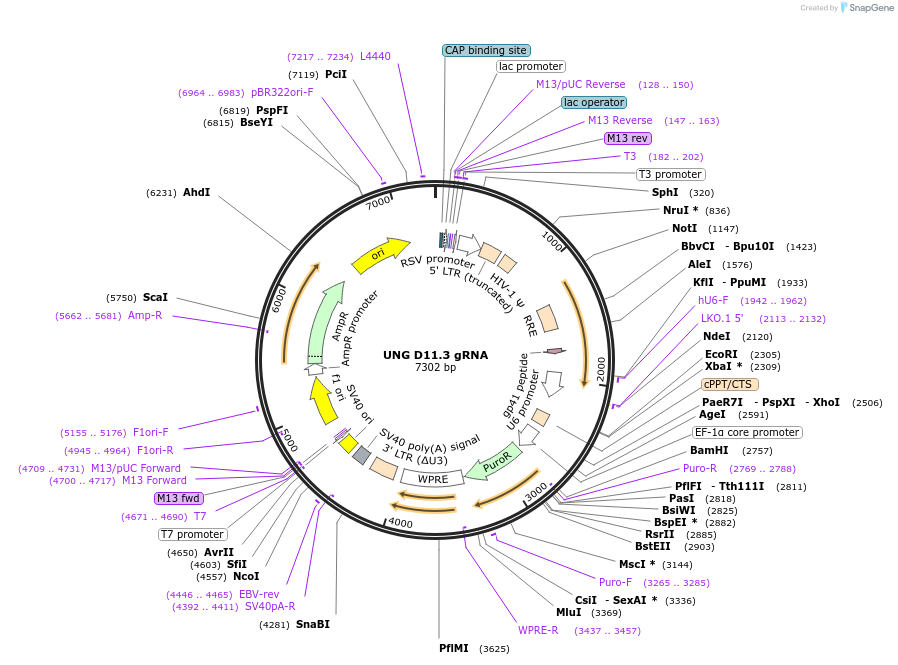 90936-plasmid-map-sequence-id-190242