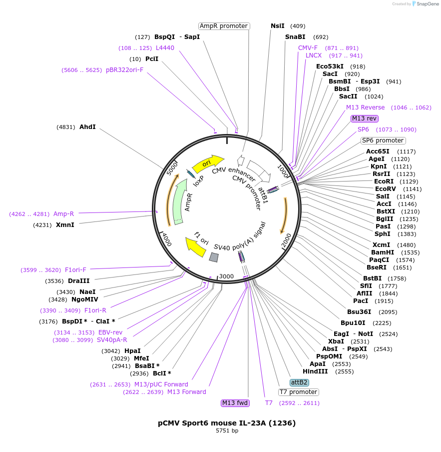 66915-plasmid-map-sequence-id-190244