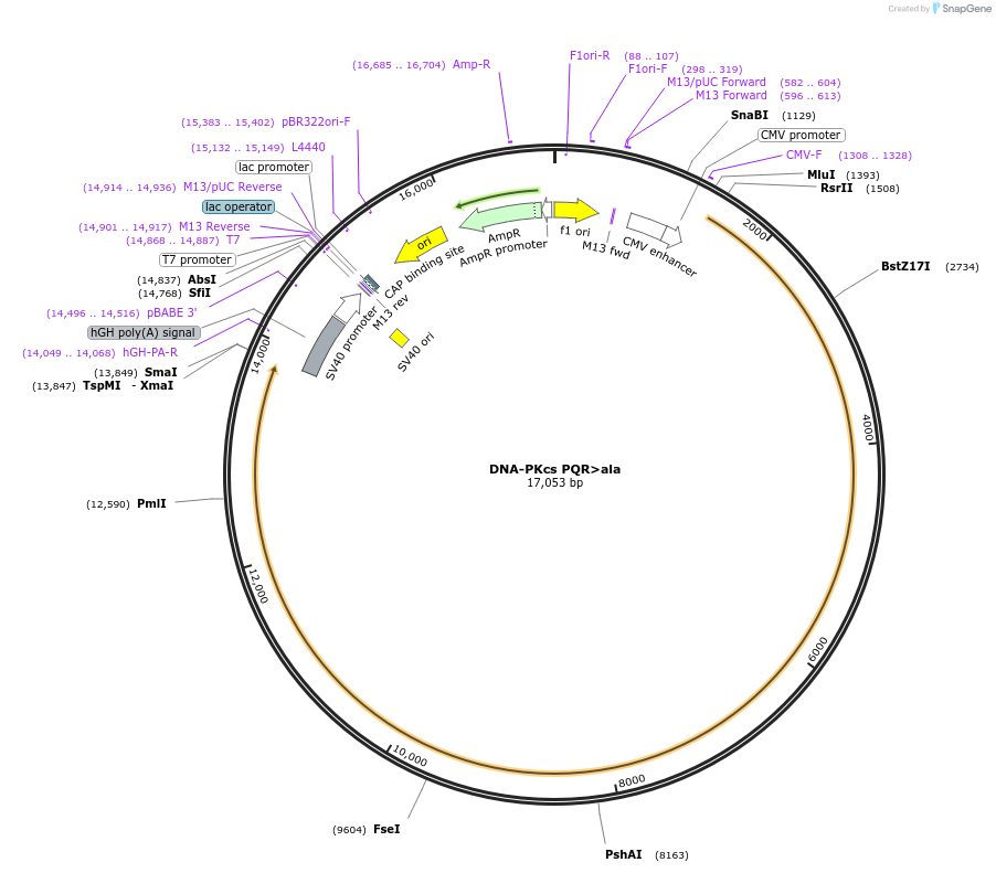 83319-plasmid-map-sequence-id-190247