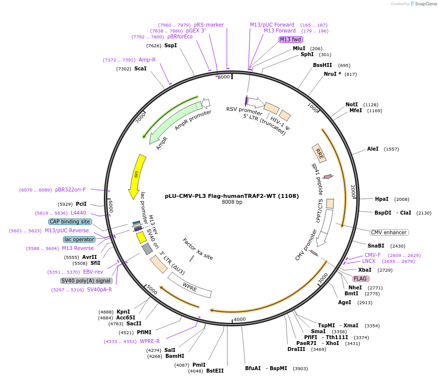 66924-plasmid-map-sequence-id-190249