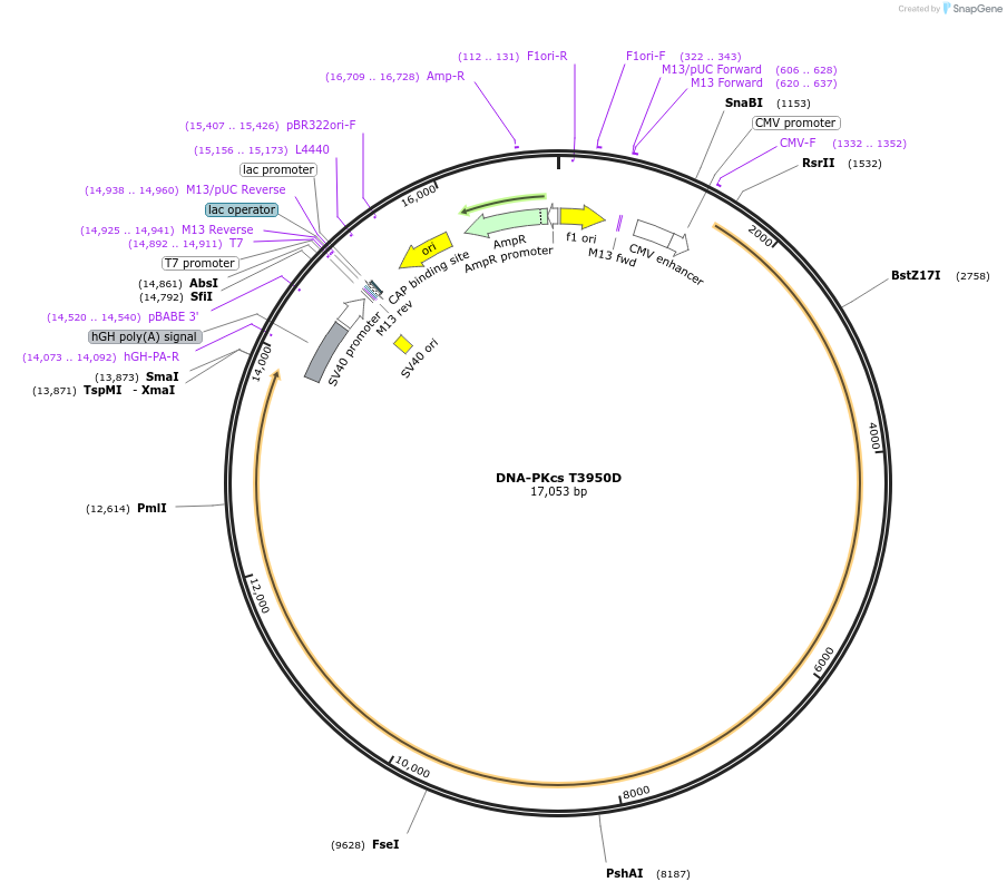 83320-plasmid-map-sequence-id-190250