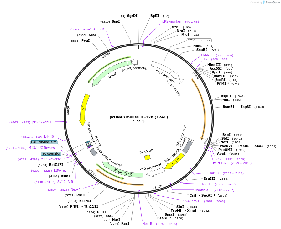 66907-plasmid-map-sequence-id-190252