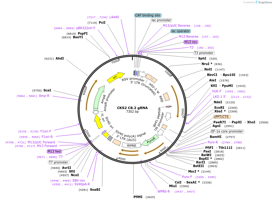 90633-plasmid-map-sequence-id-190256