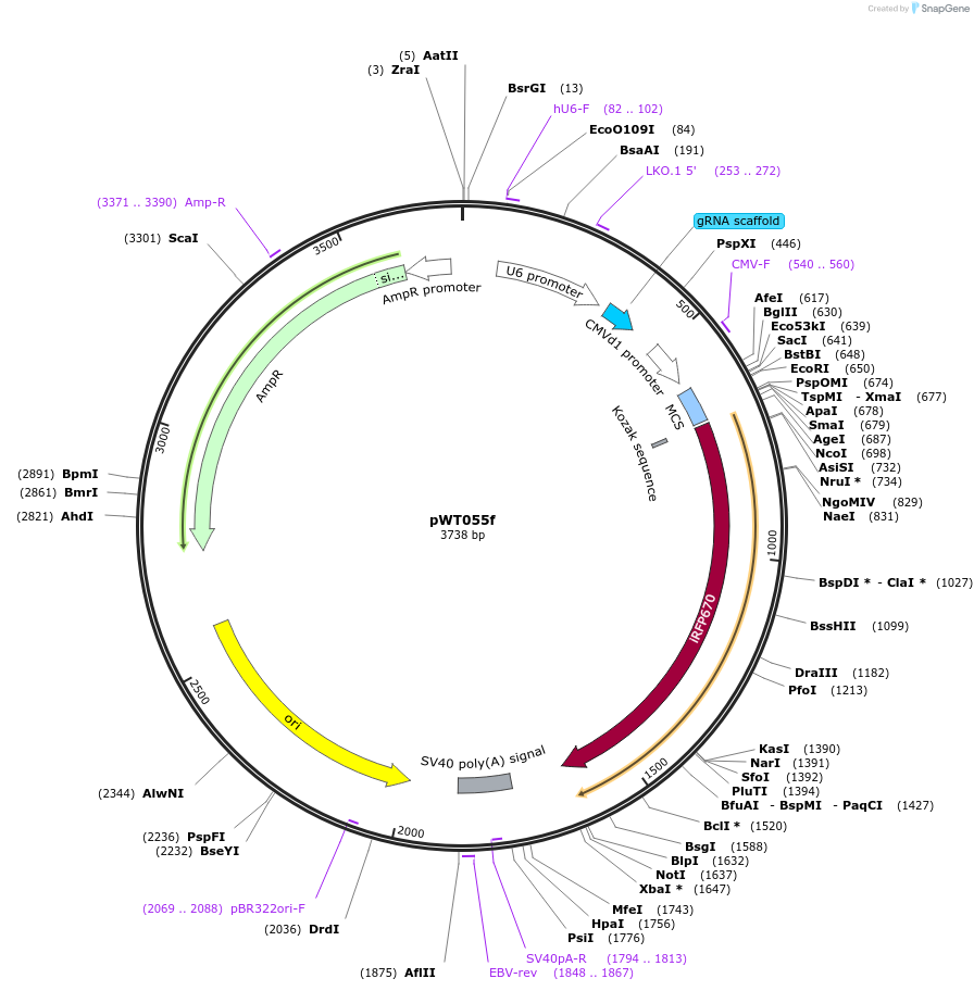 96865-plasmid-map-sequence-id-190277