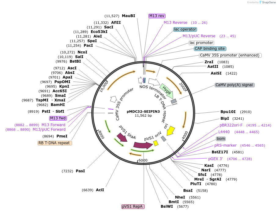 96975-plasmid-map-sequence-id-190283