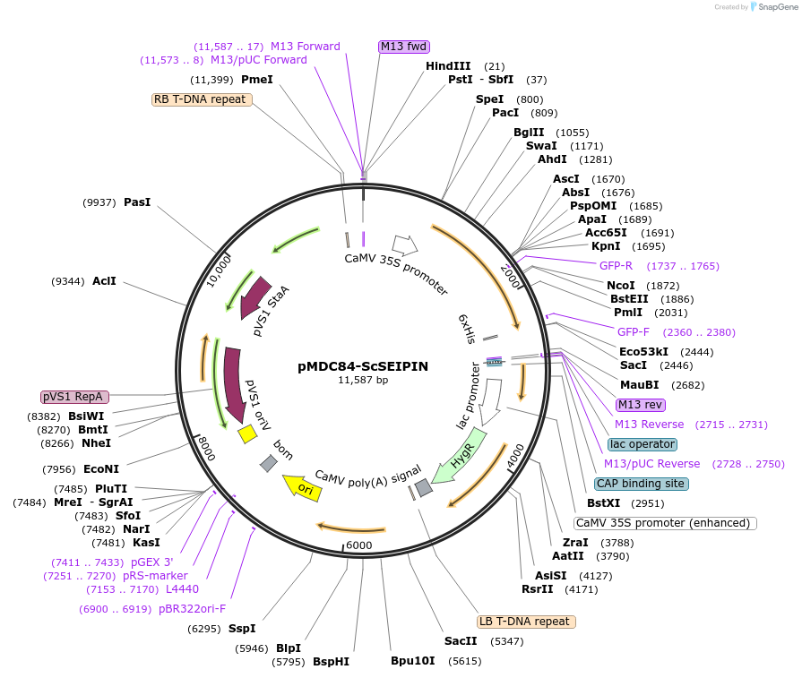 96984-plasmid-map-sequence-id-190316