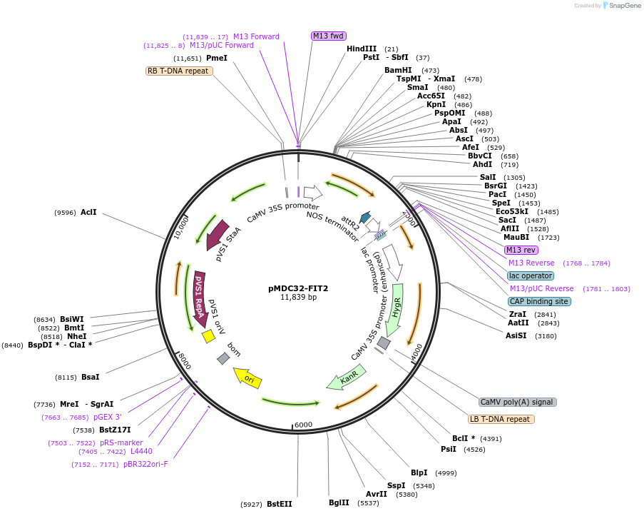 96990-plasmid-map-sequence-id-190319