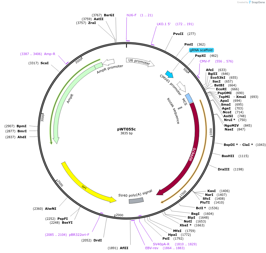 96876-plasmid-map-sequence-id-190321