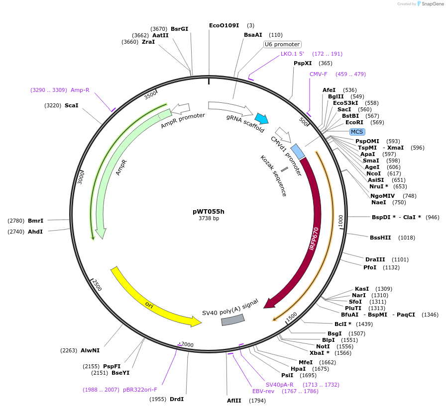 96867-plasmid-map-sequence-id-190324