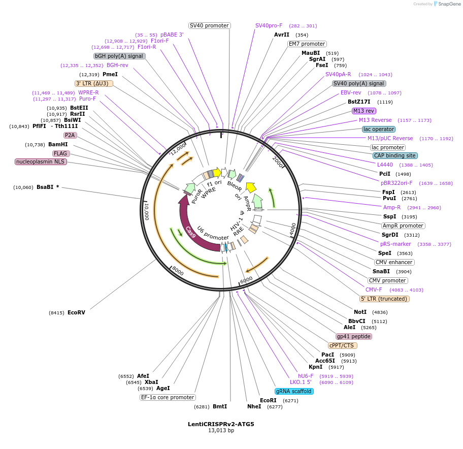 99573-plasmid-map-sequence-id-190338
