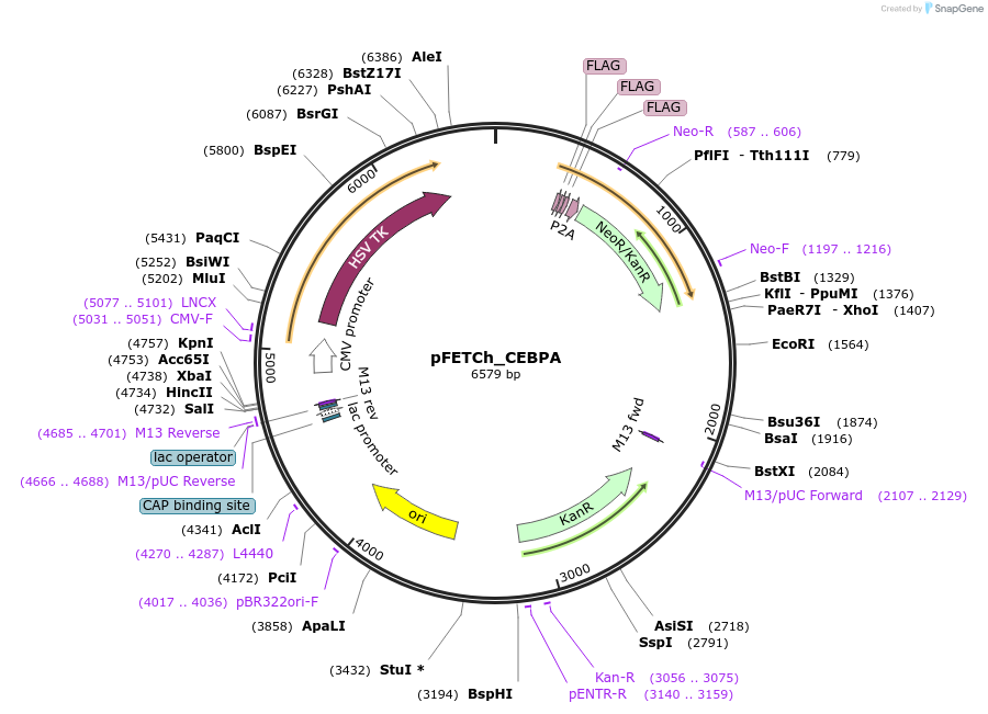 86293-plasmid-map-sequence-id-190342