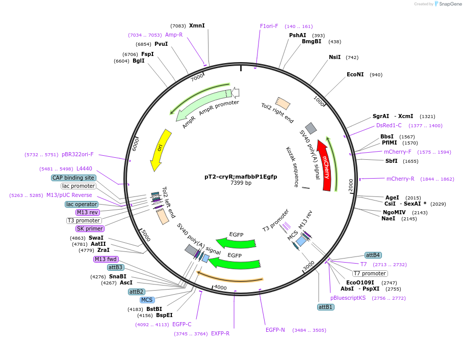 90163-plasmid-map-sequence-id-190346