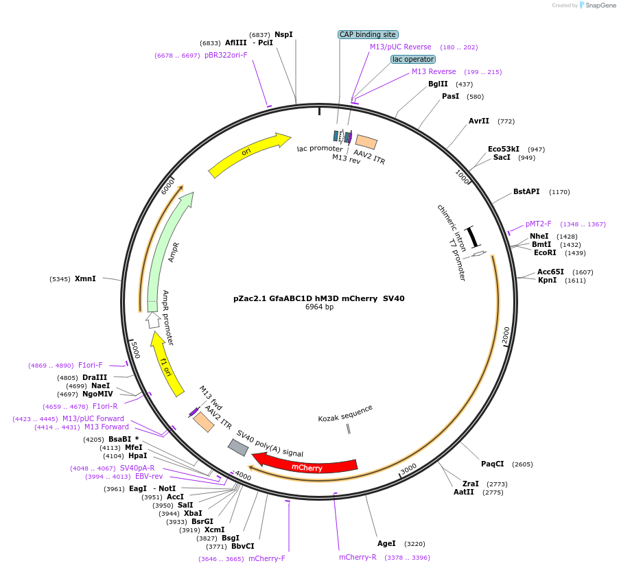 92284-plasmid-map-sequence-id-190347