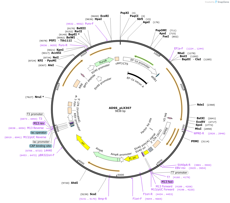 98316-plasmid-map-sequence-id-190350