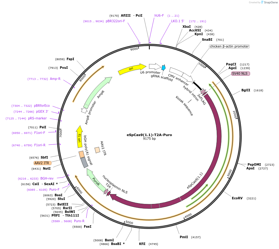101039-plasmid-map-sequence-id-190363