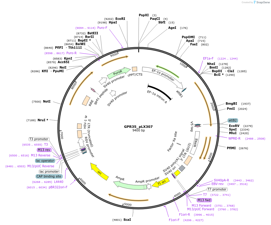 98335-plasmid-map-sequence-id-190407