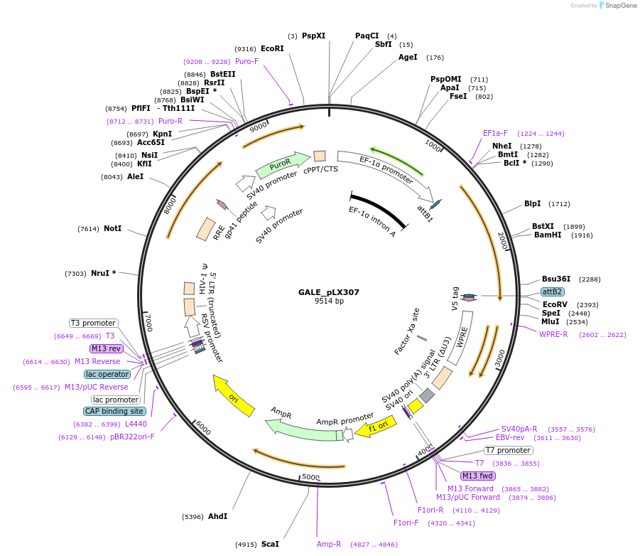 98338-plasmid-map-sequence-id-190411