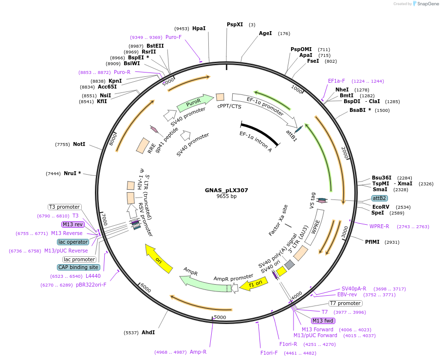 98339-plasmid-map-sequence-id-190412