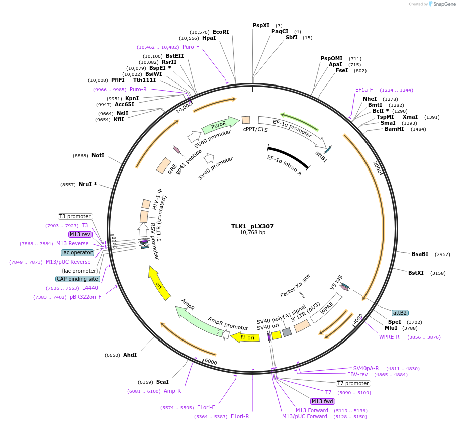 98378-plasmid-map-sequence-id-190420