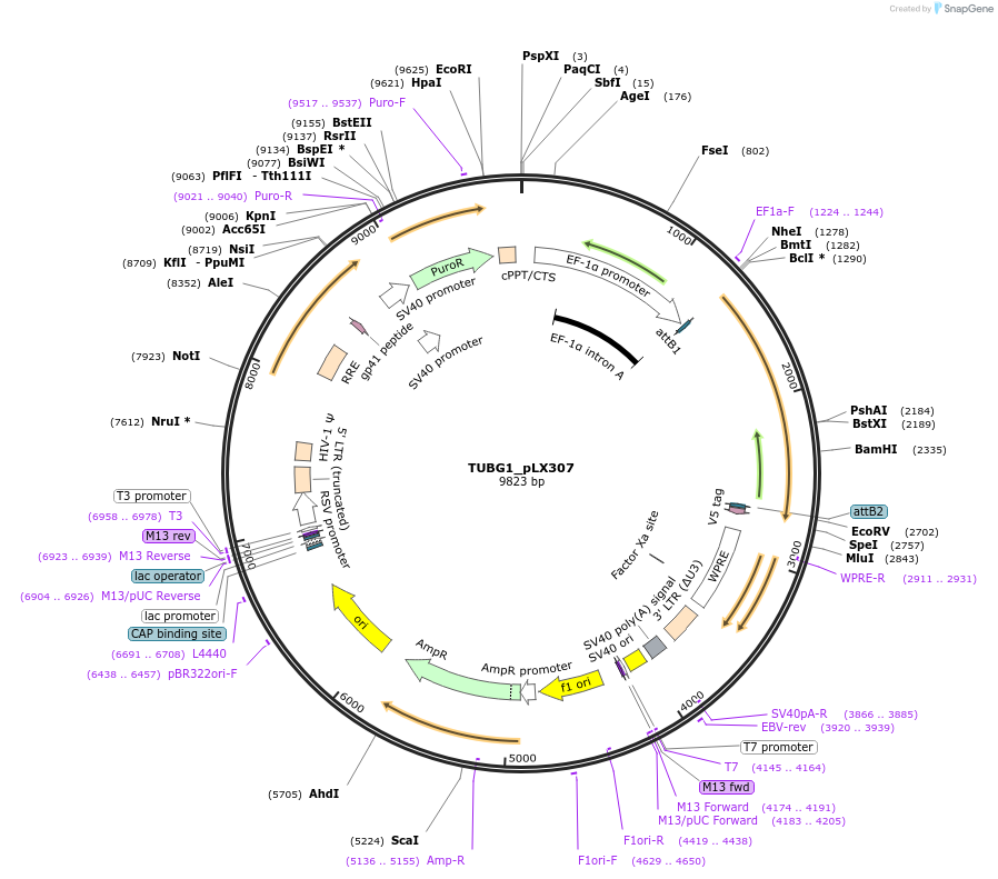 98376-plasmid-map-sequence-id-190423