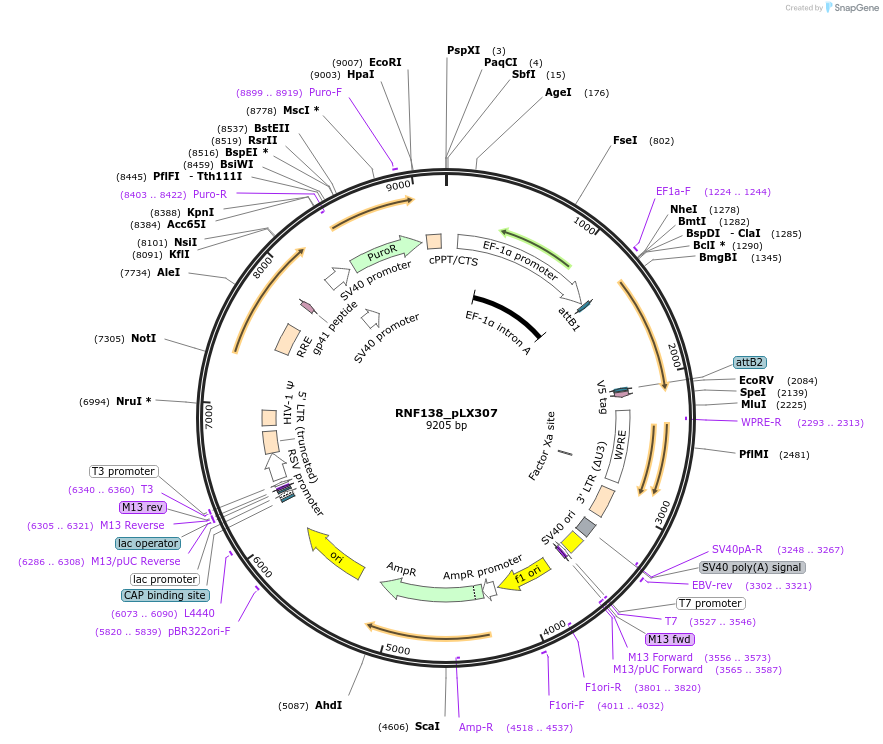 98368-plasmid-map-sequence-id-190430