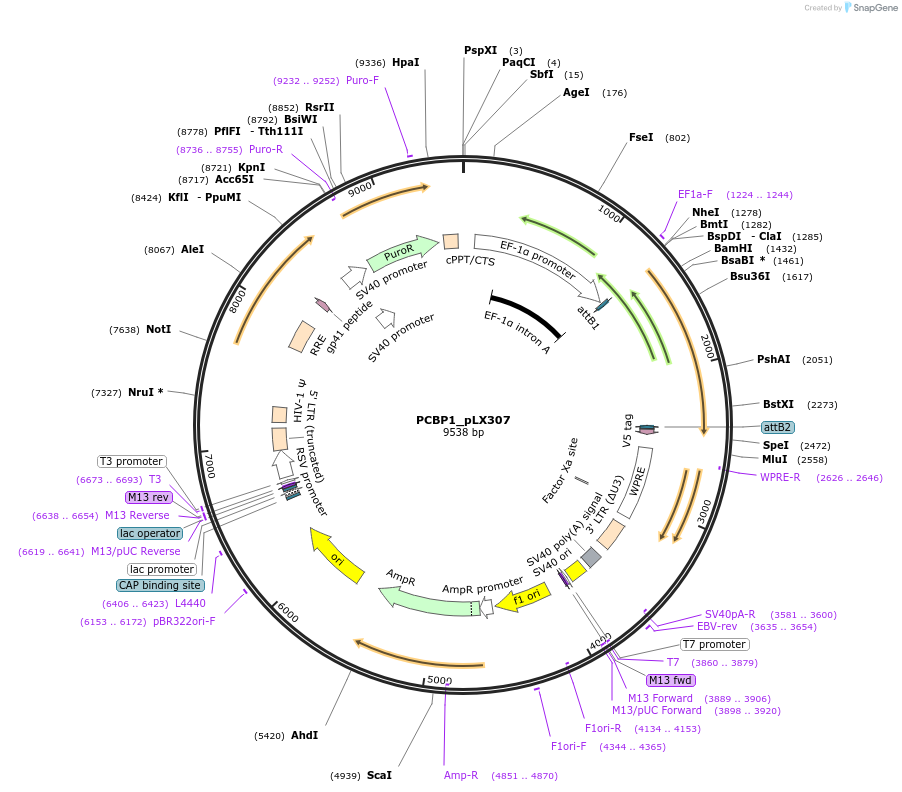 98362-plasmid-map-sequence-id-190444