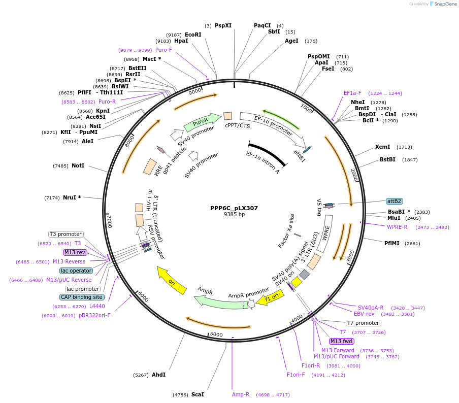 98360-plasmid-map-sequence-id-190446