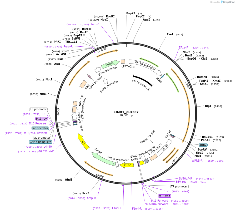 98349-plasmid-map-sequence-id-190449