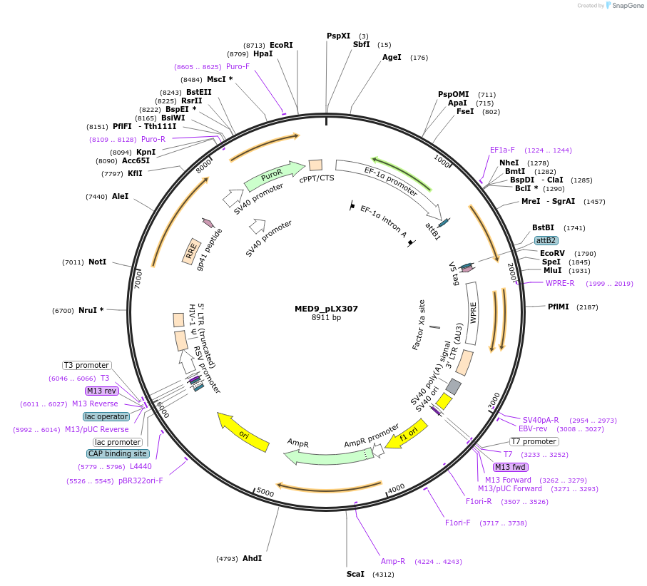 98352-plasmid-map-sequence-id-190451