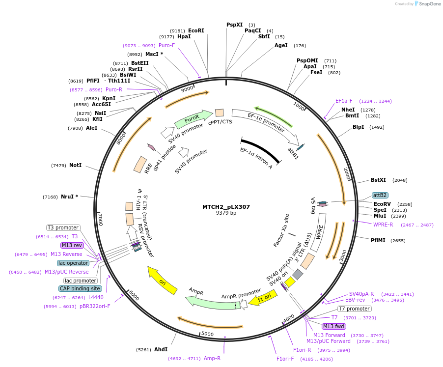 98354-plasmid-map-sequence-id-190453