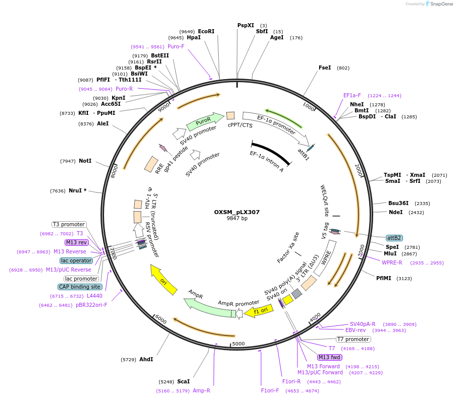 98357-plasmid-map-sequence-id-190456