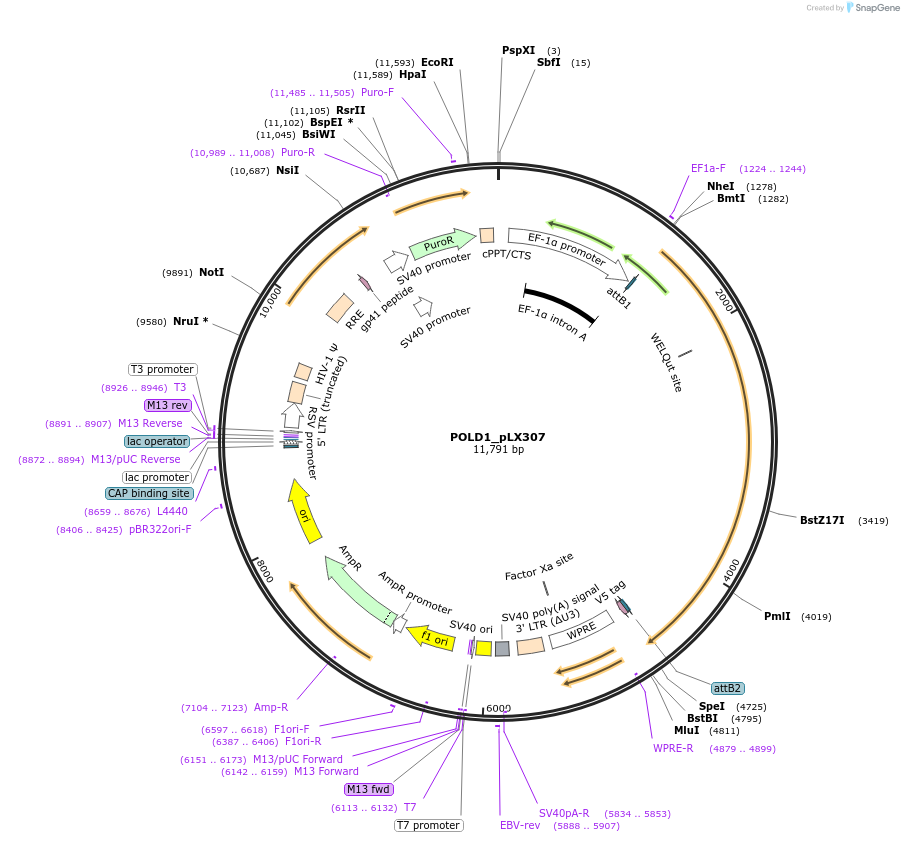 98358-plasmid-map-sequence-id-190457