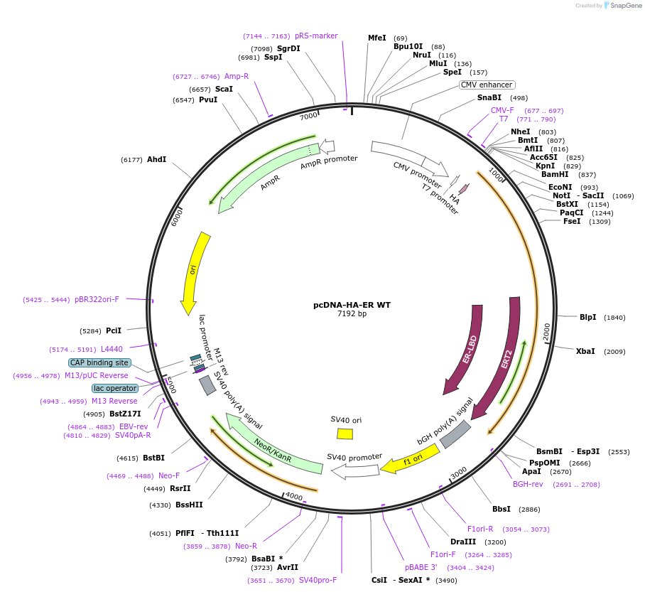 49498-plasmid-map-sequence-id-190481