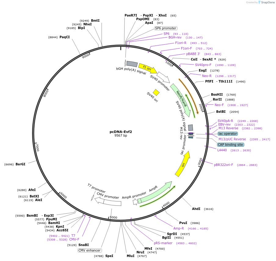 99478-plasmid-map-sequence-id-190482