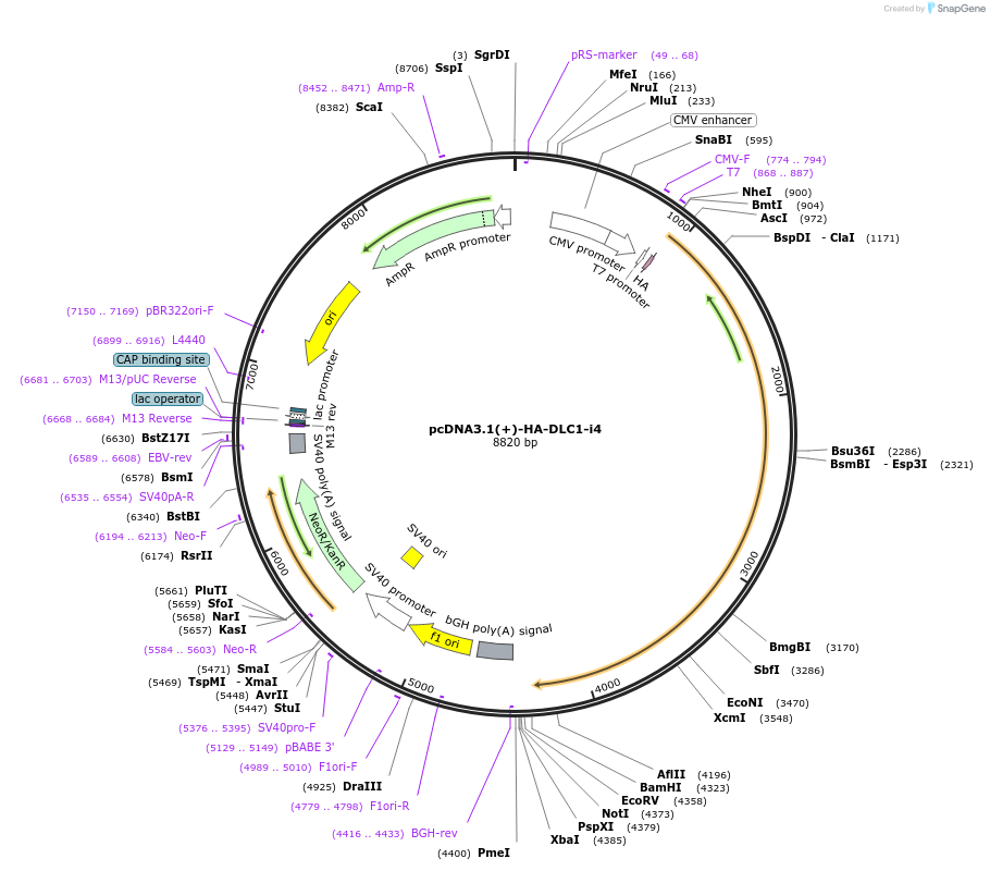 99534-plasmid-map-sequence-id-190489