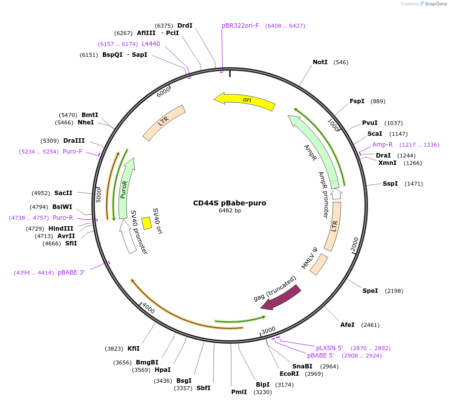 19127-plasmid-map-sequence-id-190497