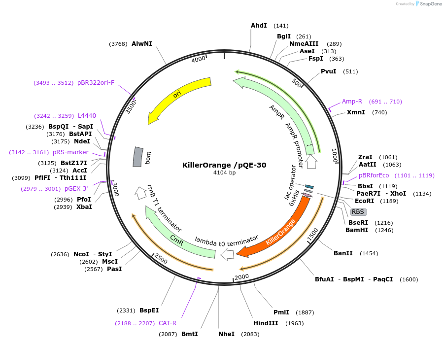 74748-plasmid-map-sequence-id-190519