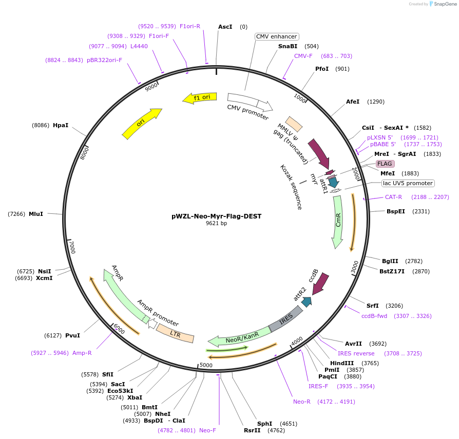 15300-plasmid-map-sequence-id-190527