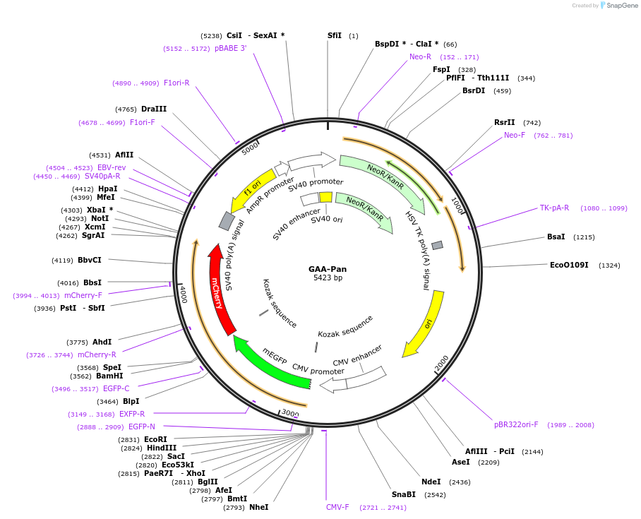 99639-plasmid-map-sequence-id-190529