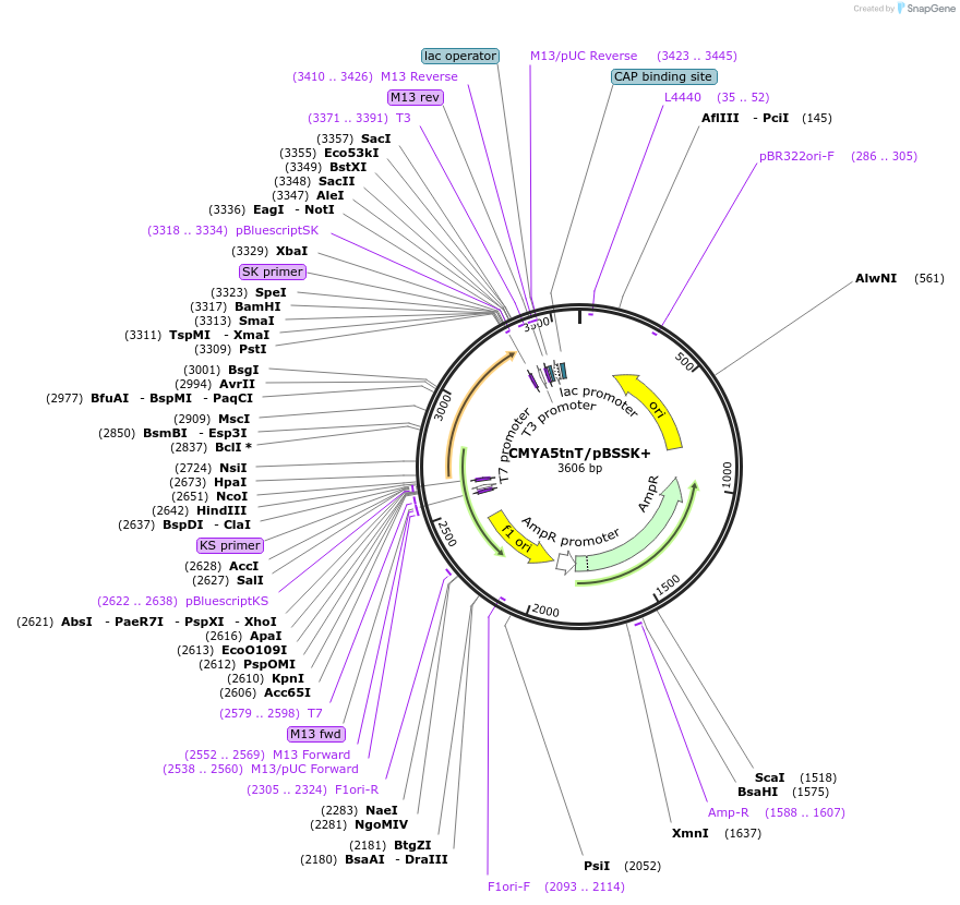 98122-plasmid-map-sequence-id-190534
