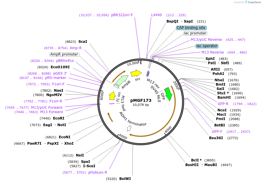96999-plasmid-map-sequence-id-190537