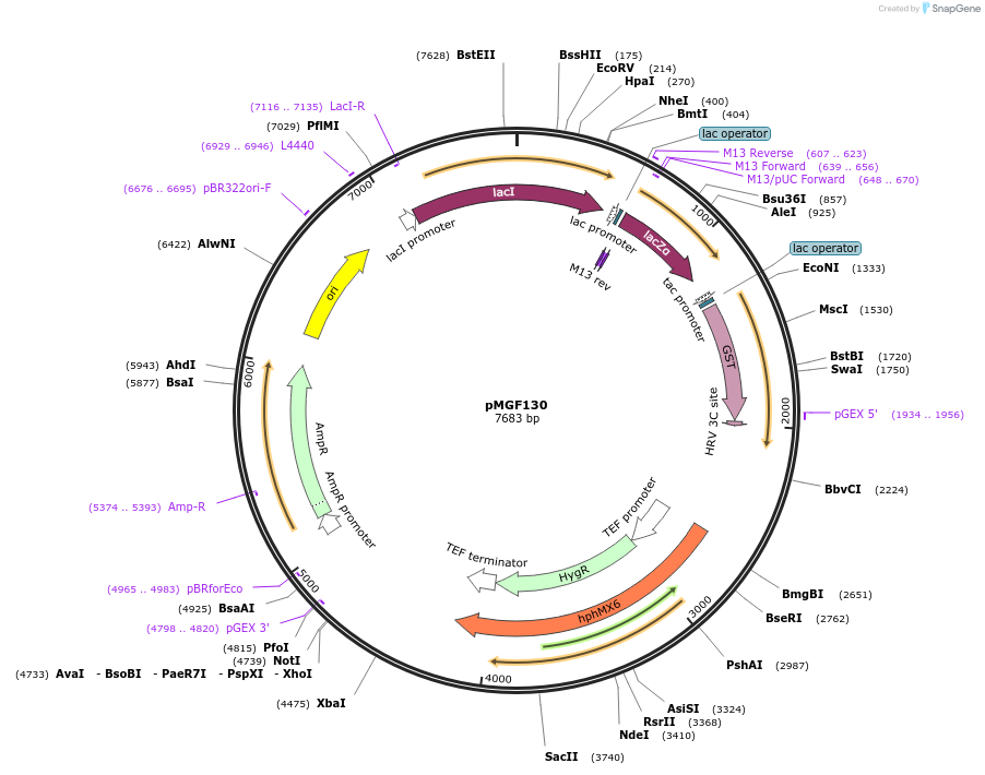 96971-plasmid-map-sequence-id-190568