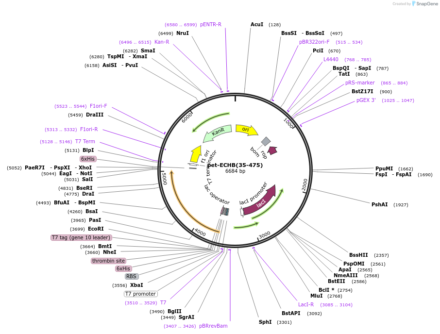 96890-plasmid-map-sequence-id-190601