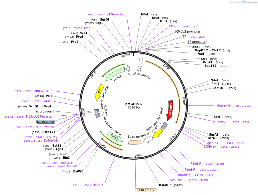 97005-plasmid-map-sequence-id-190617
