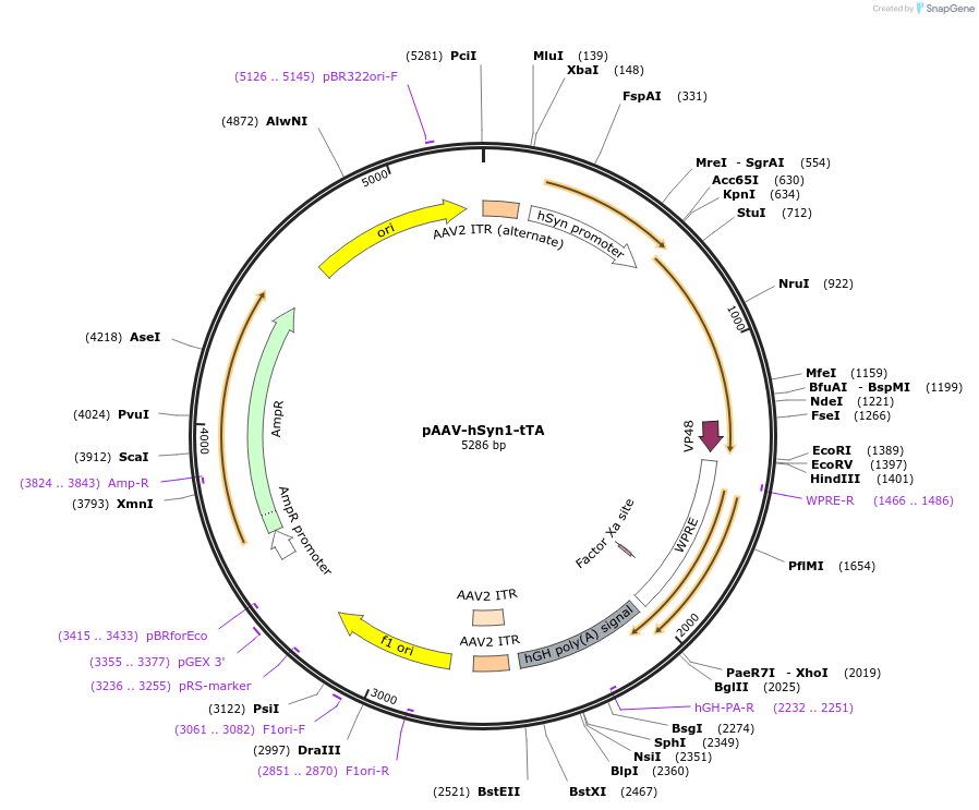 99119-plasmid-map-sequence-id-190739