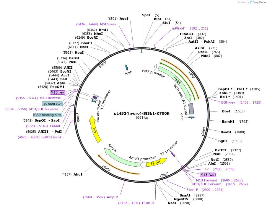 90426-plasmid-map-sequence-id-190769