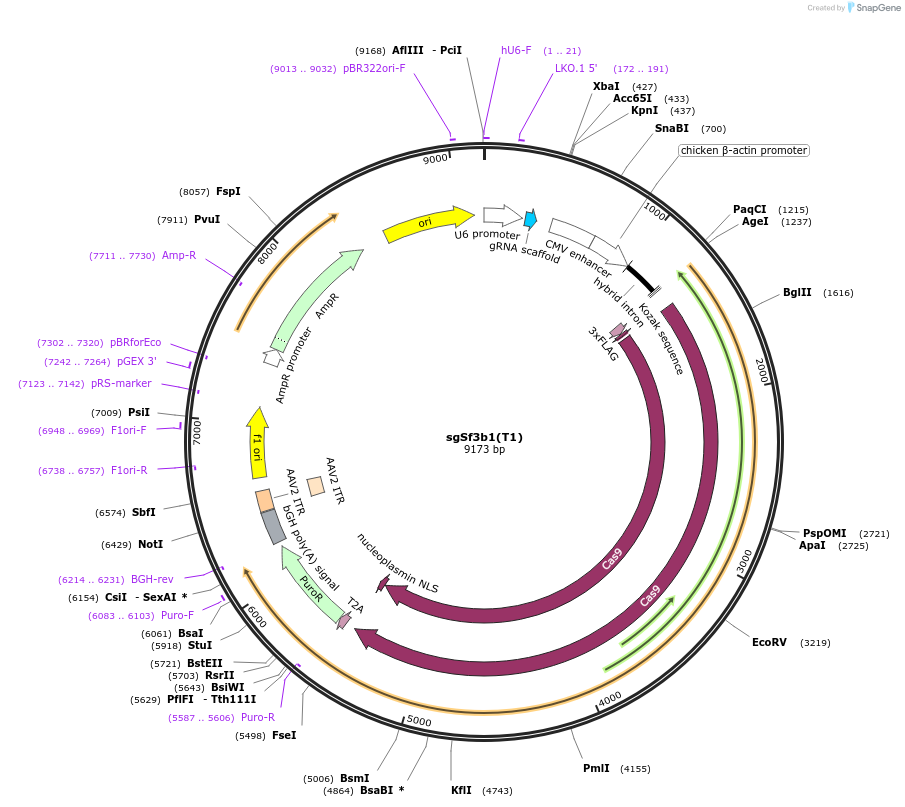 90424-plasmid-map-sequence-id-190772
