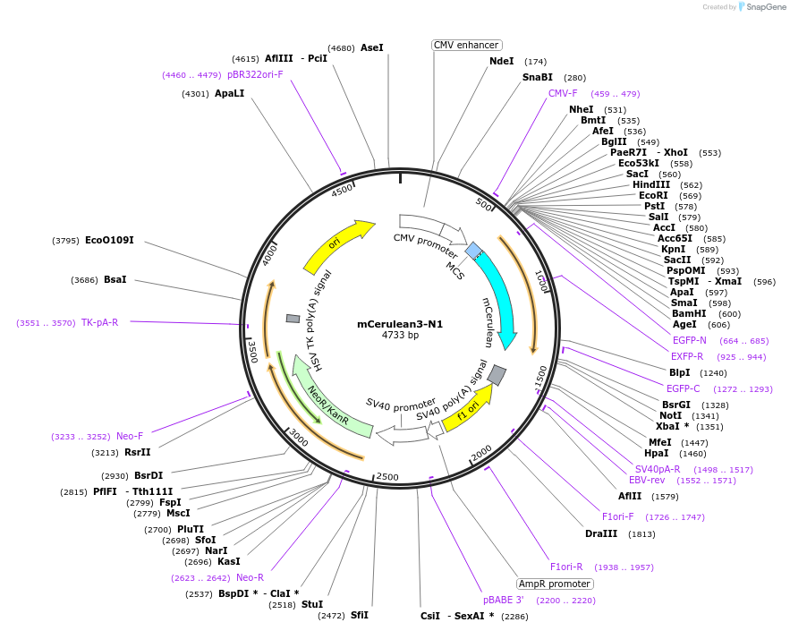 54730-plasmid-map-sequence-id-190778